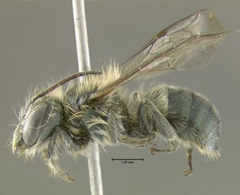 Media type: image;   Entomology 610944 Aspect: habitus lateral view